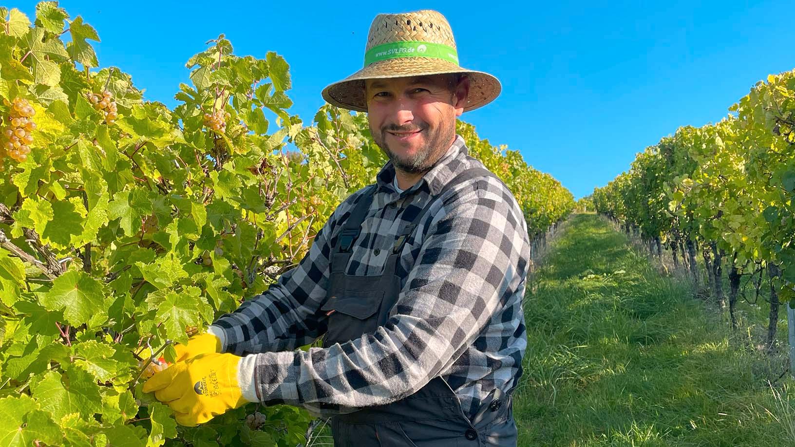 Ein Mann mit Strohhut und gelben Handschuhen arbeitet in einem Weinberg. Er trägt ein kariertes Hemd und eine dunkle Arbeitshose und schneidet Trauben von den Reben unter blauem Himmel.