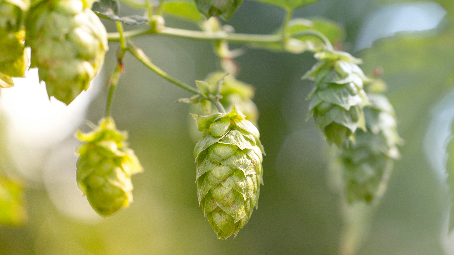 Grüne Hopfenpflanze in Nahaufnahme
