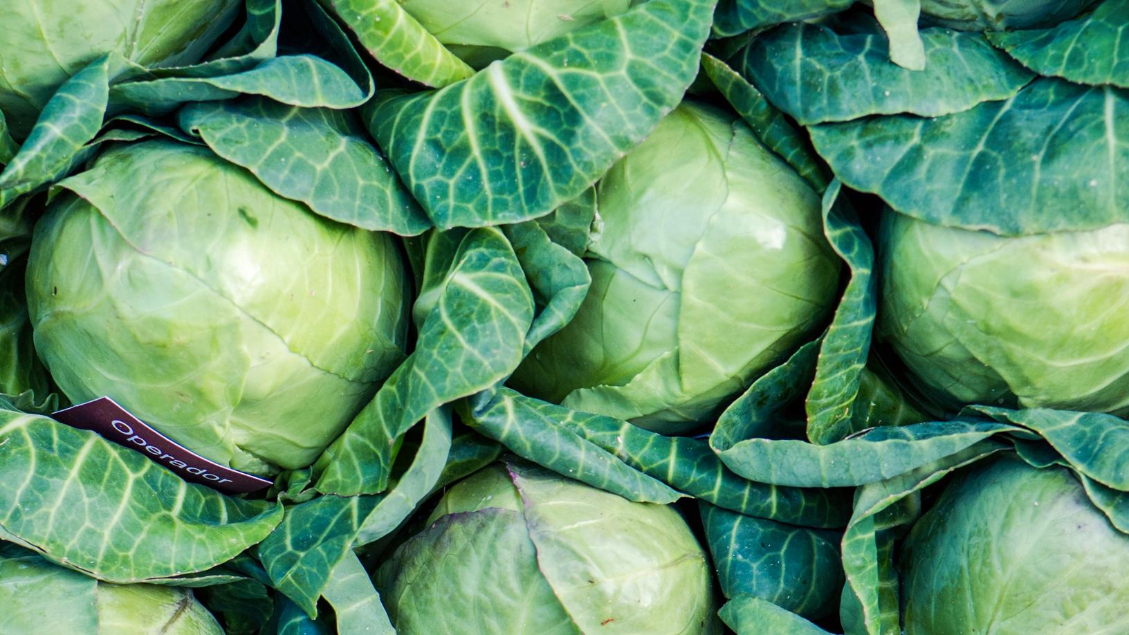 Nahaufnahme von vielen grünen Kohlköpfen