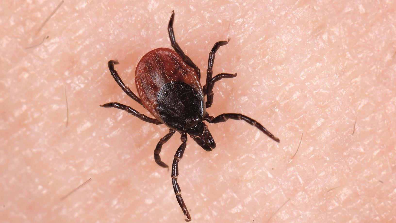 Bild: Zecke auf der Haut
