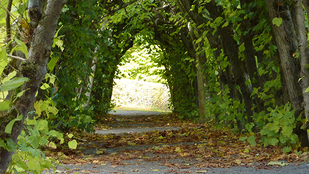 Vergrößerung des Bildes für Grüner Tunnel aus Bäumen, am Ende strahlt das helle Sonnenlicht..