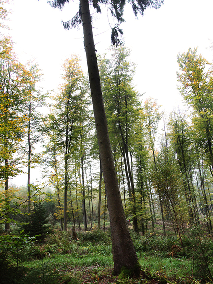 Vergrößerung des Bildes für Foto eines Baumes im Wald mit schräg gewachsenem Stamm..