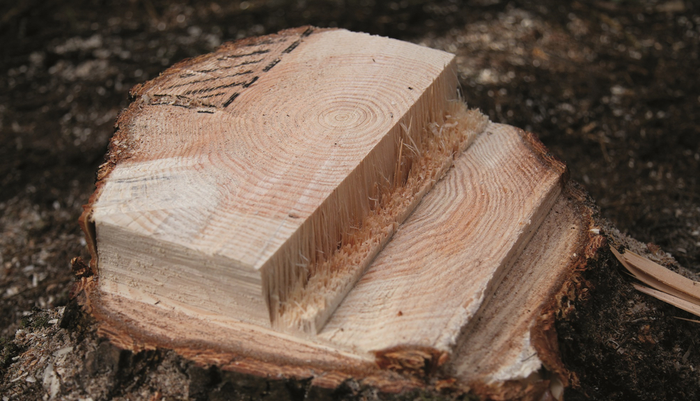Stockbild nach fachgerechter Fällung mit der Sicherheitsfälltechnik gemäß UVV-Forsten (VSG 4.3) Vergrößerung des Bildes für Baumstumpf - mit Fokus auf die Schnittfläche.