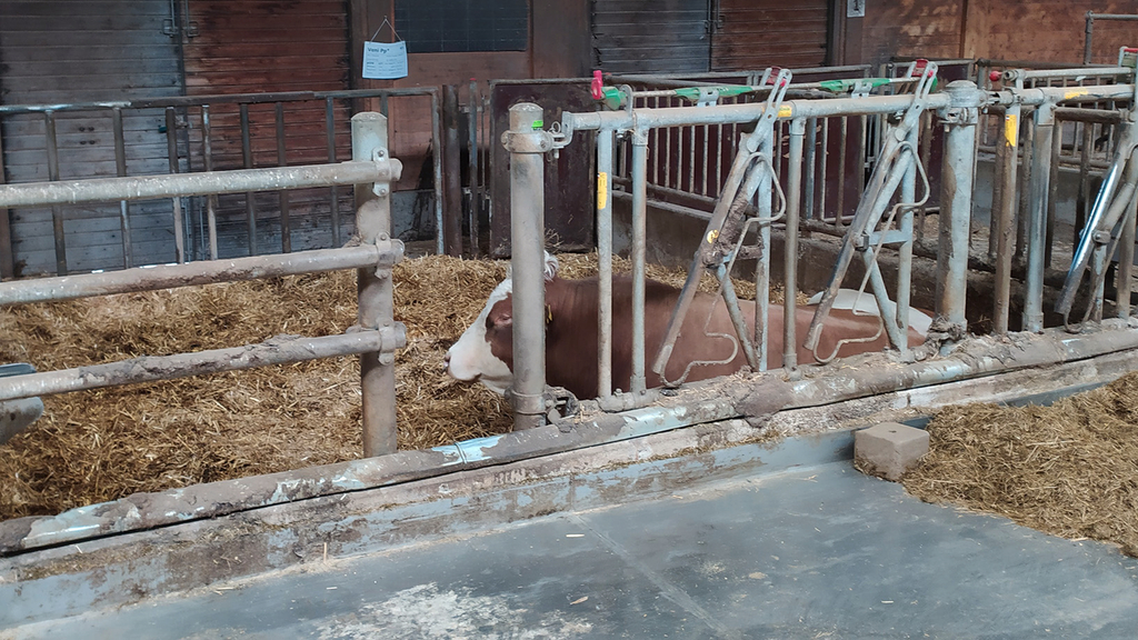 Vergrößerung des Bildes für Ein Bulle liegt allein im Stall in einer Box..