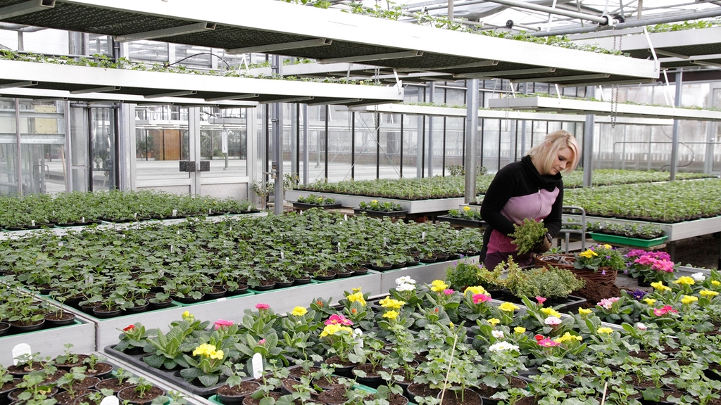 Vergrößerung des Bildes für Junge Frau im Gewächshaus beim Pflanzen.