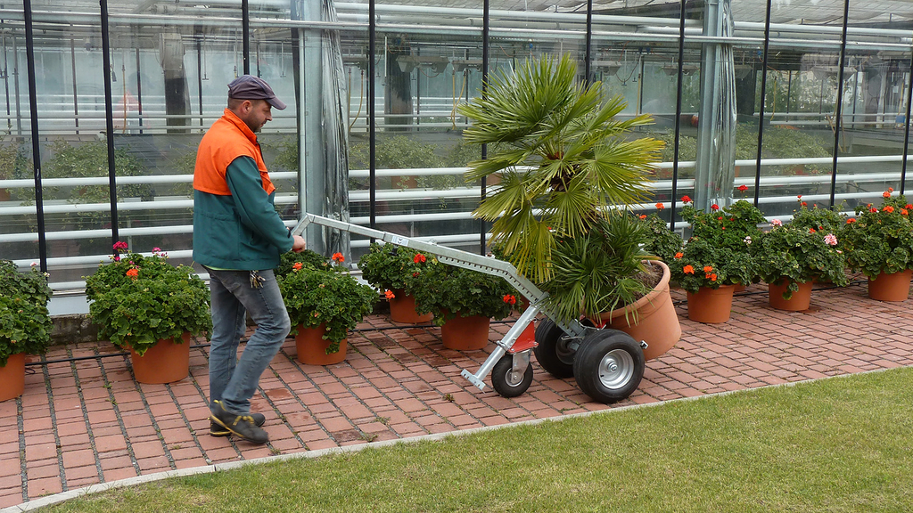 Vergrößerung des Bildes für Ein Mann transportiert mit einer Transportkarre eine große Pflanze im Kübel.