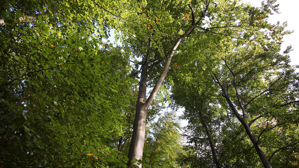 Vergrößerung des Bildes für Foto im Wald von unten noch oben in die Kronen mehrerer grüner Laubbäume..