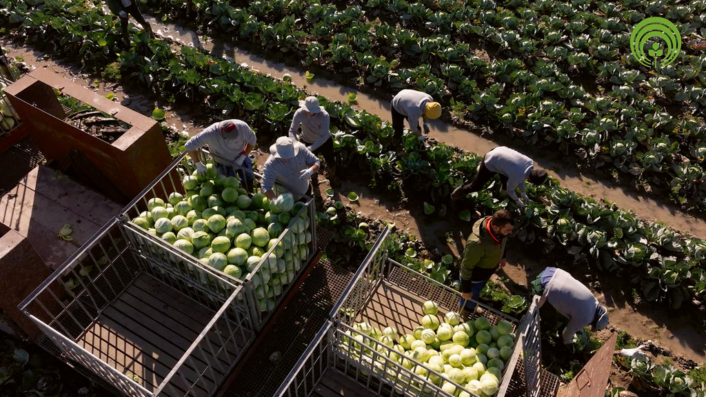 Vergrößerung des Bildes für Arbeitskräfte ernten Weißkohl vom Feld und sortieren die Kohlköpfe in dafür bereitstehende Behälter. Das Bild ist aus der Vogelperspektive aufgenommen. .