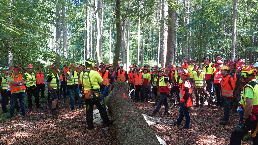 Vergrößerung des Bildes für Personen stehen im Wald um Schadholz .