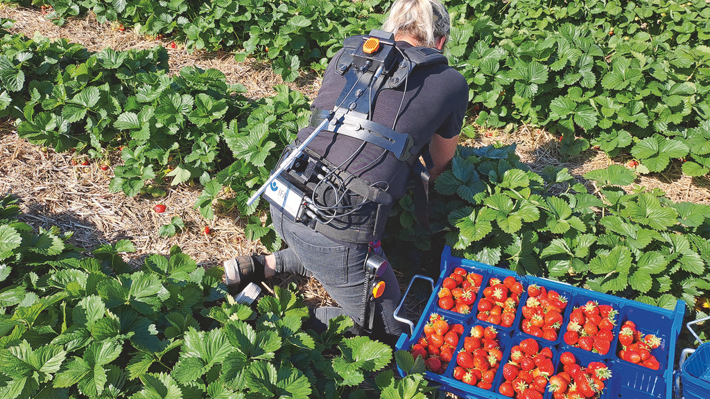 Vergrößerung des Bildes für Eine Frau kniet in einem Erdbeerfeld und erntet Erdbeeren. Sie hat dabei Messgeräte um ihren Körper, die die Belastungen bei der Tätigkeit messen. .