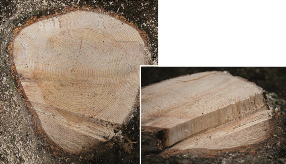 10. Beispiel Stockbeurteilung Vergrößerung des Bildes für Baumstumpf - mit Fokus auf die Schnittfläche.