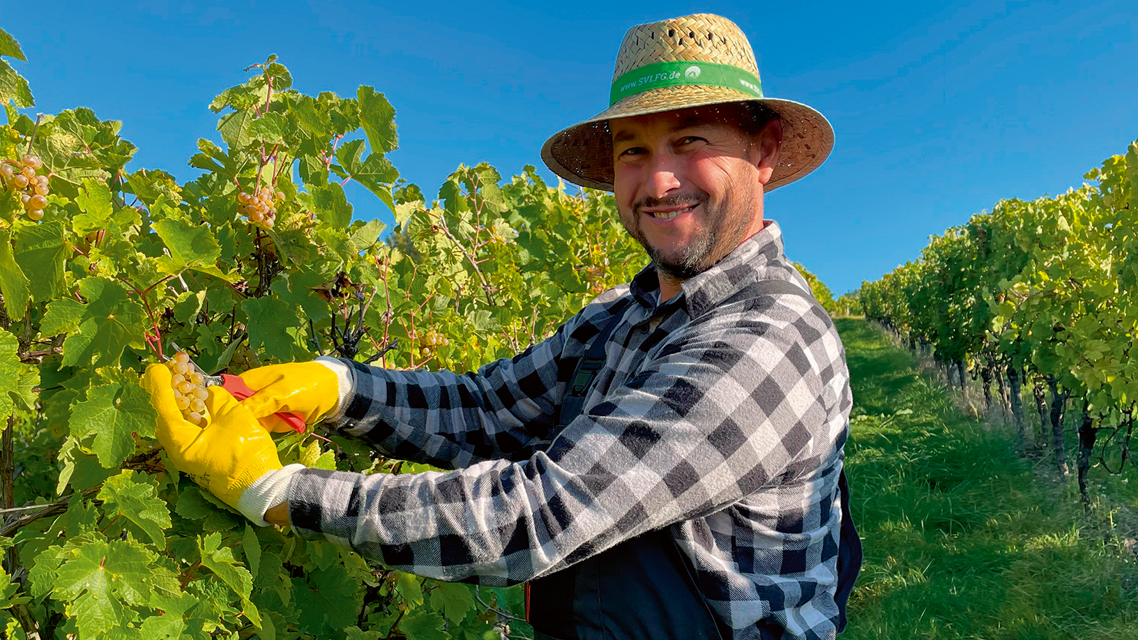 Winzer bei der Ernte von Trauben schaut in die Kamera und lächelt.