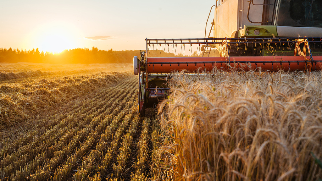 Vergrößerung des Bildes für Harvester harvests ripe wheat, sunset in the background.