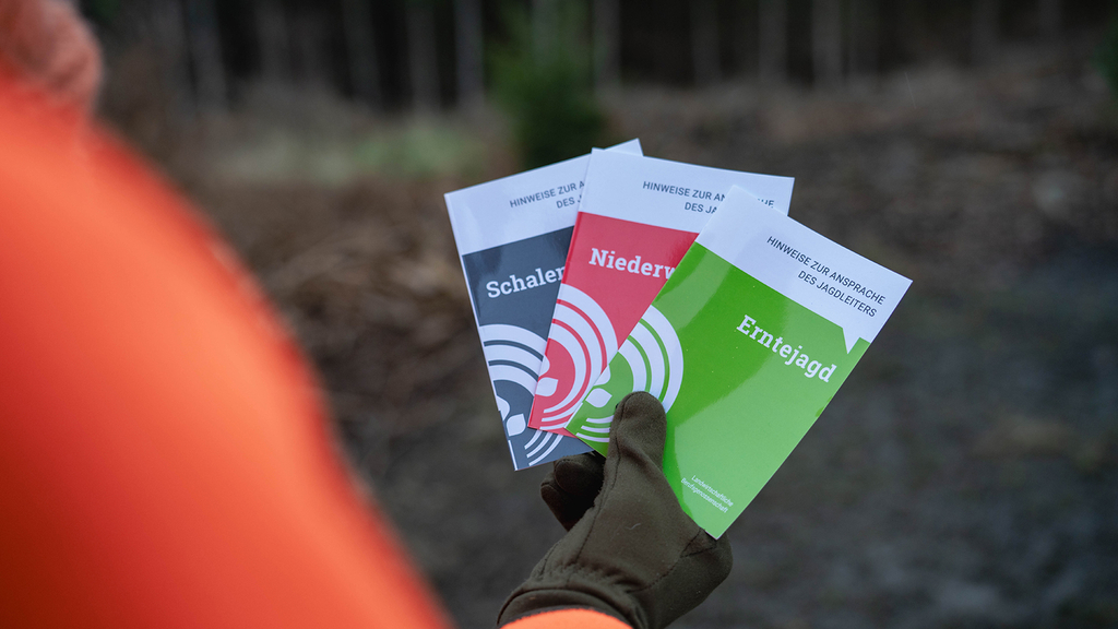 Vergrößerung des Bildes für .