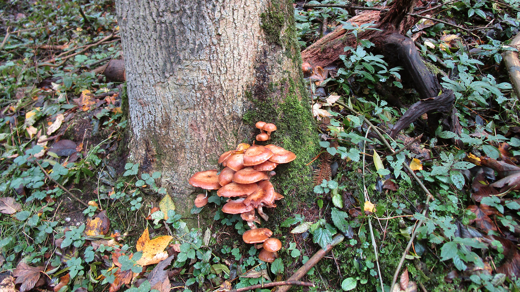 Vergrößerung des Bildes für Foto eines Baumstammes mit schadhaftem Pilzbefall..
