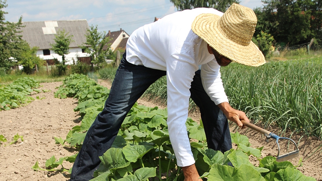 Vergrößerung des Bildes für Arbeiter mit Sonnenschutz im Gemüsebau.