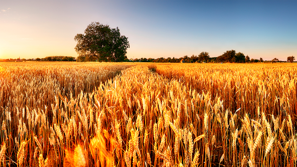 Vergrößerung des Bildes für Das Bild zeigt im Vordergrund ein reifes Weizenfeld und im Hintergrund Bäume am Feldrand und den Horizont..