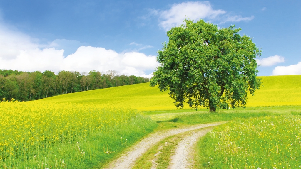 Vergrößerung des Bildes für Baum im Rapsfeld mit einem Weg.