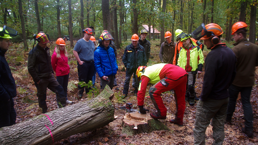 Vergrößerung des Bildes für Viele Menschen stehen um einen gefällten Baum herum an dem einPräventionsexperte etwas erklärt.