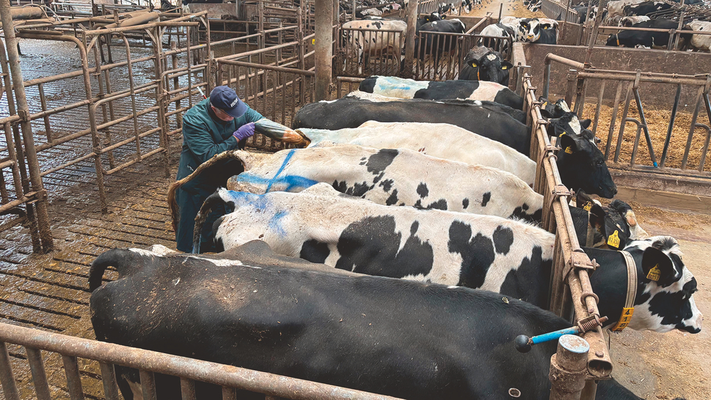 Vergrößerung des Bildes für Sicht auf einen Rinderstall von oben. Mehrer Rinder sind fixiert. Ein Landwirt steht hinter einer Kuh und besamt diese..