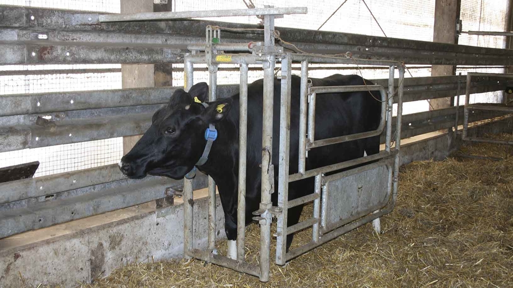 Vergrößerung des Bildes für Kuh im Halsfangrahmen.