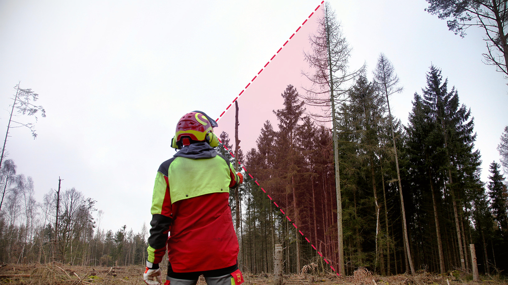 Vergrößerung des Bildes für Ein Waldarbeiter steht auf einer Lichtung, blickt zu den Baumspitzen nach oben und beurteilt die Baumhöhe anhand der sogenannten Stockpeilung..