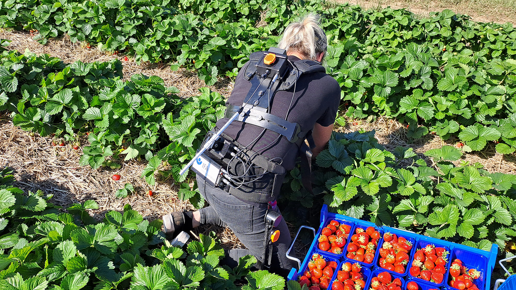 Vergrößerung des Bildes für Frau kniet bei der Erdbeerernte auf dem Feld, trägt eine Messvorrichtung am Körper zur Ermittlung der Kniebelastung..