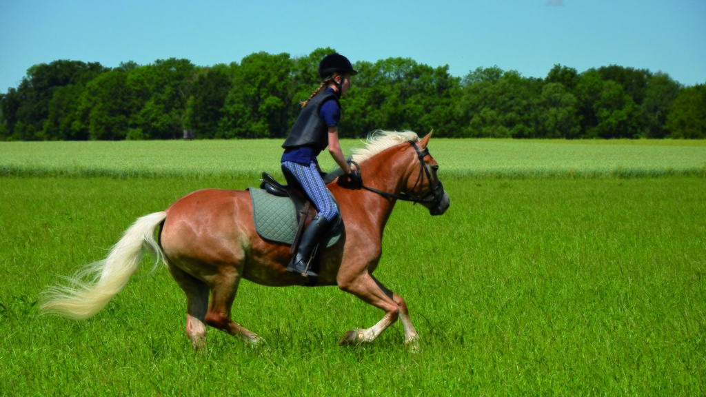 Vergrößerung des Bildes für Reiterin mit Reitausrüstung, das heißt: mit Helm, Sturzweste, Reitstiefel reitet im Galopp über eine grüne Wiese.