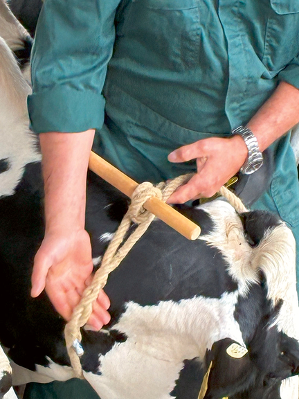 Vergrößerung des Bildes für Detailaufnahme eines angelegten Seils um ein Rind. Eine Person im Overall zeigt die Seilführung und wie es geknotet ist..