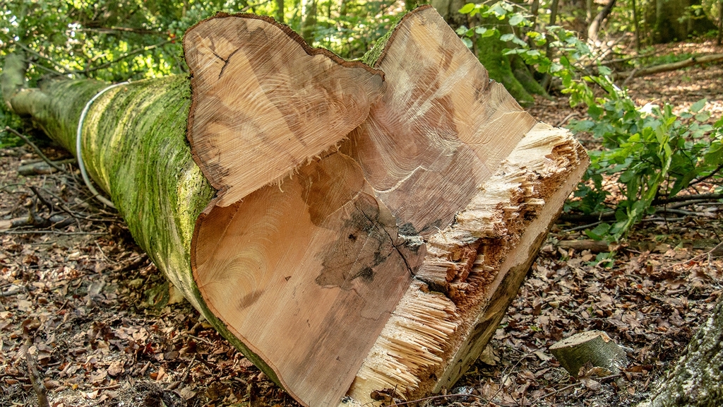 Vergrößerung des Bildes für Schnittstelle eines Baumstamms mit faulen Stellen.